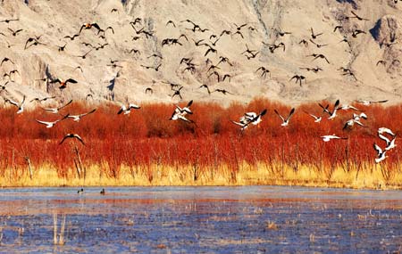 Migratory birds fly above the Lhasa River wetland in southwest China's Tibet Autonomous Region, Nov. 26, 2008. Tens of thousands of migratory birds have flied to the Lhasa River wetland recently to spend their winter days.