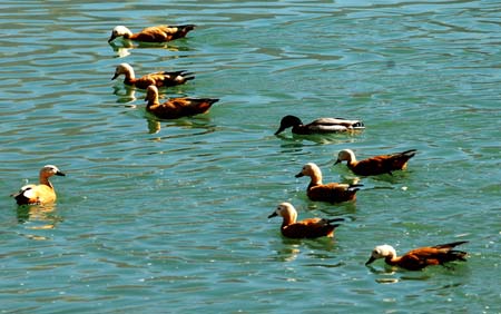 Migratory birds rest on the Lhasa River in southwest China's Tibet Autonomous Region, Nov. 26, 2008. Tens of thousands of migratory birds have flied to the Lhasa River wetland recently to spend their winter days.