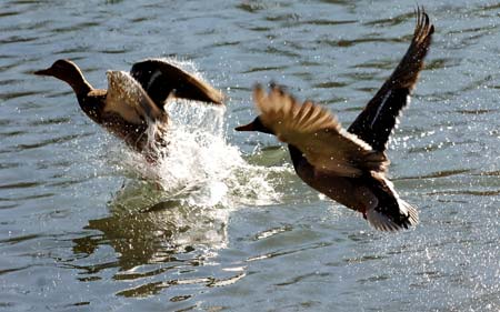 Migratory birds play with each other above the Lhasa River in southwest China's Tibet Autonomous Region, Nov. 25, 2008. Tens of thousands of migratory birds have flied to the Lhasa River wetland recently to spend their winter days.