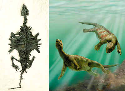 Chinese scientists discover origin of turtles' shells