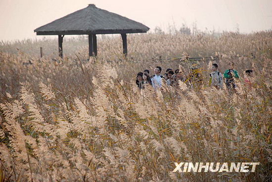 Visitors play around at reed marshes in Taihu Lake’s Marsh Park in Suzhou on November 29. Local authorities have planted 80 million reeds around Taihu Lake in order to restore its ecology and protect water quality. 