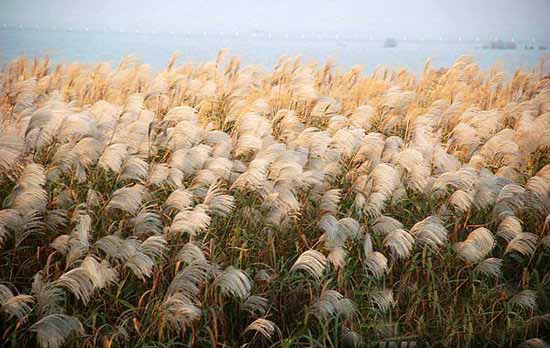 Reed marshes on the banks of Taihu Lake in Suzhou, Jiangsu Province on November 29. Local authorities have planted 80 million reeds around Taihu Lake in order to restore its ecology and protect water quality. This kind of environment-friendly plantation has created a scenic spot that attracts visitors.