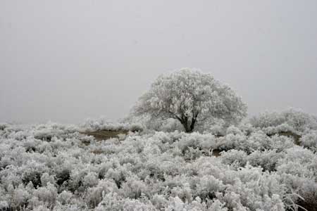 Photo taken on Nov. 29, 2008 shows the rime scene at the wetland of Aibi Lake in Bortala, northwest China's Xinjiang Uygur Autonomous Region.[Xinhua]