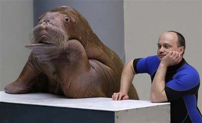 Sara the walrus and her Russian trainer Sergiy perform during a show at the newly-opened Istanbul Dolphinarium in Istanbul, Turkey, December 1, 2008. [China Daily via Agencies] 