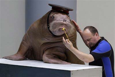 Sara the walrus and her Russian trainer Sergiy perform during a show at the newly-opened Istanbul Dolphinarium in Istanbul, Turkey, December 1, 2008. [China Daily via Agencies] 