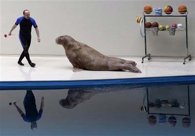 Sara the walrus and her Russian trainer Sergiy perform during a show at the newly-opened Istanbul Dolphinarium in Istanbul, Turkey, December 1, 2008. [China Daily via Agencies] 