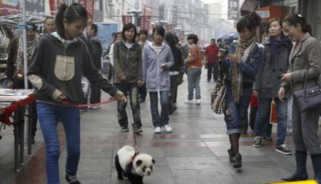 A girl walks a 'panda' in a street of Wuhan, Hubei Province in central China, attracting the attention of lots of people around. The 'panda' turns out to be a dog wearing pandas' makeup![Xinhua] 