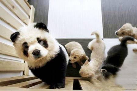 A 'panda' attracts many puppies. This 'panda' turns out to be a dog wearing pandas' makeup![Xinhua]