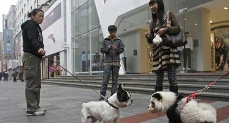 'A panda' attracts a dog. It turns out to be a dog wearing pandas' makeup! [Xinhua]