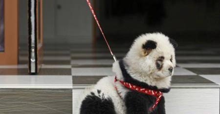 A self-made 'panda.' It turns out to be a dog wearing pandas' makeup![Xinhua]