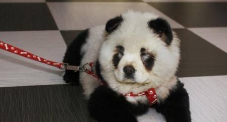 A self-made 'panda.' It turns out to be a dog wearing pandas' makeup![Xinhua]