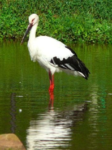 File photo of the oriental white stork 