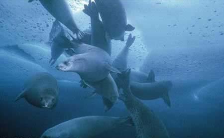 A group of Crabeater seals swim in the water of Antarctica. [chinanews.cn]