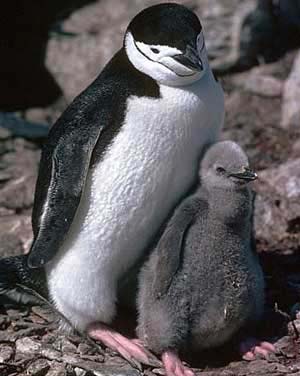 A little Chinstrap penguin stays with its parent on the Antarctica. [chinanews.cn]