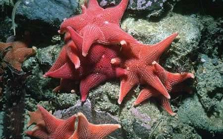 A group of red starfish is seen on the seabed of Antarctica. [chinanews.cn]