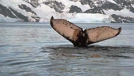 A Humpback whale dives in the waters of Antarctica. [chinanews.cn]