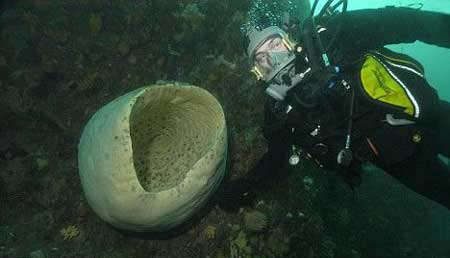 A researcher finds a huge sponge on the seabed of Antarctica. [chinanews.cn]