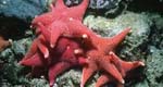 First 'comprehensive inventory' of life in Antarctic