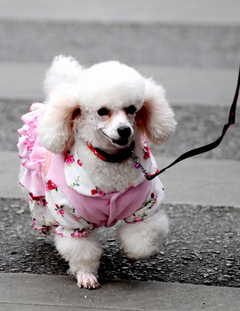 A dog wearing a warm outfit walks with its owner on a street in Changsha, Central China's Hunan province, December 4, 2008. Vast areas from north to central China are experiencing a rare strong cold wave front in recent years, which have forced 26 provinces and municipalities to issue cold weather alerts.[Xinhua]