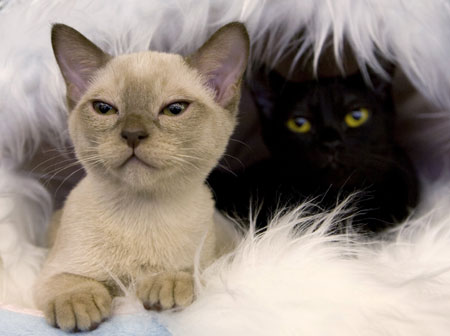 Cats are seen during the International Cat Show - 'The best cat of Belarus 2008' in Minsk, December 6. [China Daily via Agencies] 