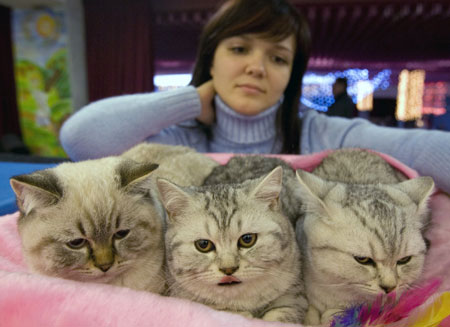 A woman shows her cats during the International Cat Show - 'The best cat of Belarus 2008' in Minsk December 6, 2008. [China Daily via Agencies] 