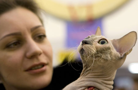 A woman holds a Sphynx cat during the International Cat Show - 'The best cat of Belarus 2008' in Minsk, December 6, 2008. [China Daily via Agencies] 