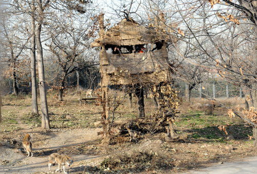 A makeshift tree shelter in an area where wolves live [China.org.cn]