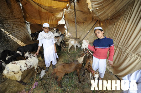  Young boys code the goats before slaughtering in New Delhi Dec. 9, 2008, on which Eid el-Adha, one of the most important religious festivals of Muslim falls in the country. There are around 150 million Muslims in India, accounting to nearly 15% of the national population.[Wang Ye/Xinhua] 