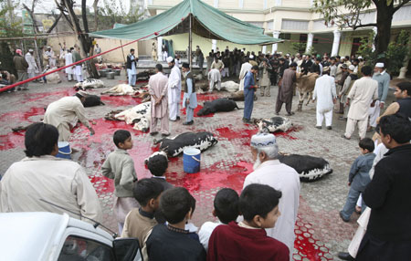 People gather as men slaughter cows during the Eid-al-Adha festival in Rawalpindi December 9, 2008. Pakistani Muslims celebrate Eid al-Adha to mark the end of the haj by slaughtering sheep, goats, camels and cows to commemorate Prophet Abraham's willingness to sacrifice his son Ismail on God's command. [Agenices]