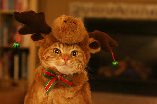 Jingle Cats [Flickr.com] 