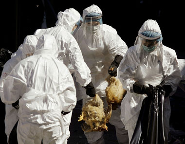 Health workers slaughter all the chickens at a wholesale poultry market in Hong Kong yesterday. Three chickens tested positive for bird flu in Hong Kong, prompting the city to suspend poultry imports.