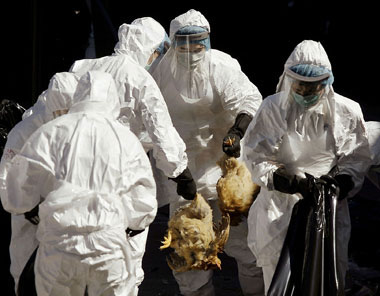 Health workers slaughter all the chickens at a wholesale poultry market in Hong Kong on Wednesday, December 10, 2008. Three chickens tested positive for bird flu in Hong Kong, prompting the city to suspend poultry imports. [Shanghai Daily]