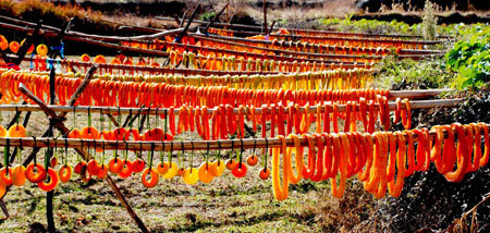 Photo taken on Dec. 9, 2008 shows the pole and rack hung with the dried pumpkin cookies being aired and basked, at Fuchun Township, Wuyuan County, east China's Jiangxi Province. (Xinhua/Wang Guohong)