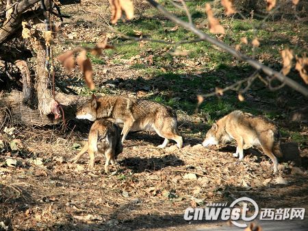 The wolves in the Qinling Safari Park in Xi'an, capital of Shaanxi Province.