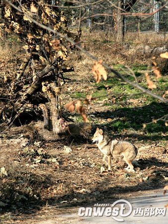 The wolves in the Qinling Safari Park in Xi'an, capital of Shaanxi Province.