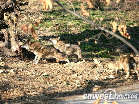 The wolves in the Qinling Safari Park in Xi'an, capital of Shaanxi Province.