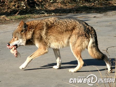 A wolf in the Qinling Safari Park in Xi'an, capital of Shaanxi Province.