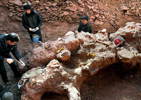 Scientists clean up the fossil of a dinosaur excavated in Liudian township in Ruyang County, central China's Henan Province, Dec. 9, 2008. Extremely large fossils of dinosaurs were discovered recently by scientists in an area in Ruyang County. The biggest fossil measures 3.3 meters long and 2.3 meters wide. According to the fossil of its bones, the dinosaur is supposed to be much bigger than the one found in last July, which was identified as Asia's Heaviest dinosaur. [Xinhua]