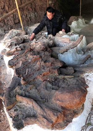 Scientists clean up the fossil of a dinosaur excavated in Liudian township in Ruyang County, central China's Henan Province, Dec. 9, 2008. [Xinhua]