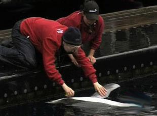 Biologists at the Vancouver Aquarium are keen to find out how to prevent dolphins from getting trapped in fishing nets and colliding with ocean debris.