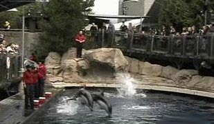 Biologists at the Vancouver Aquarium are keen to find out how to prevent dolphins from getting trapped in fishing nets and colliding with ocean debris.