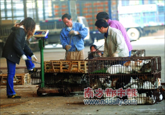 Dealers weigh cats, which are locked in wooden boxes, at a poultry market in Foshan, Guangdong Province, yeaterday. 