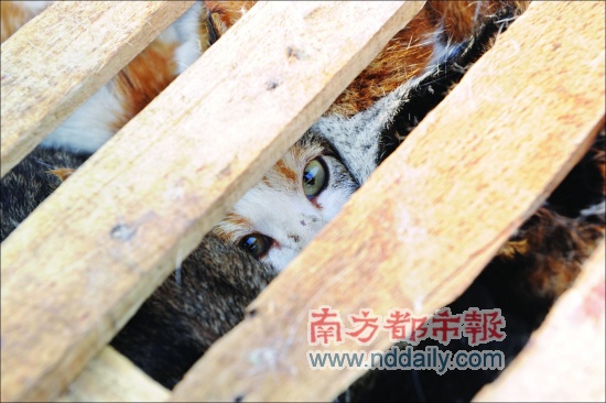 Photo taken on December 15, 2008 shows cats, which are locked in wooden boxes, at a poultry market in Foshan, Guangdong Province.