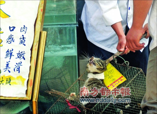 Cats were pulled out of a cage in a restarurant of Foshan, Guangdong Province.