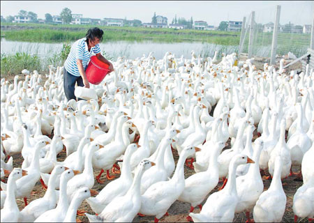 A farmer feeds her ducks at a farm in Hai'an county, Jiangsu province, a couple of months ago. Provincial officials culled 377,000 fowls in Hai'an and the neighboring Dongtai county in two days after some of them tested positive for bird flu. [China Daily]