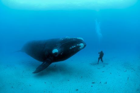 Man and right whale size each other up in the winner of the 2008 Wildlife Photographer of the Year competition's underwater category, announced on October 30. 'The whales were highly curious of us. Many of these animals had never seen a human before,' Skerry told National Geographic. 