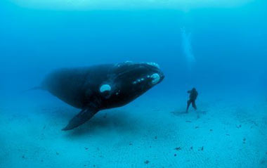 Man and right whale size each other up in the winner of the 2008 Wildlife Photographer of the Year competition's underwater category, announced on October 30. 'The whales were highly curious of us. Many of these animals had never seen a human before,' Skerry told National Geographic.