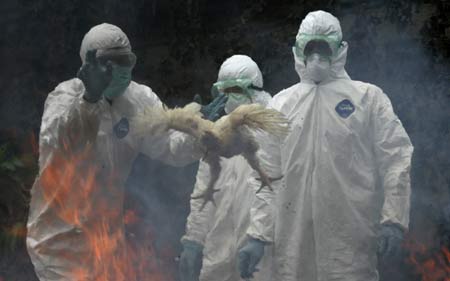 Officers from the health ministry, soldiers and police wear protective suits as they throw a slaughtered chicken into fire during a joint bird flu prevention drill in Jakarta December 16, 2008. Bird flu in Indonesia has killed 113 people since 2003, according to the United Nations health agency.(Xinhua/Reuters Photo) 