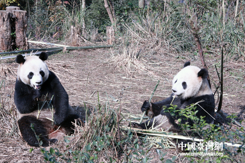 Photo taken on December 11, 2008 shows Tuan Tuan and Yuan Yuan, the pair of giant pandas offered by the Chinese mainland to Taiwan, was happily fed.