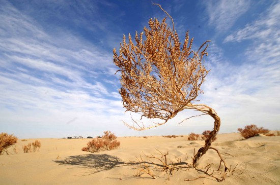 A withered Chinese tamarisk in the desert. [Xinhua]